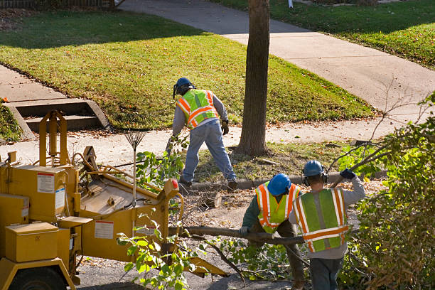 Best Best Tree Removal Services  in Keeler Farm, NM